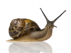 12 snail