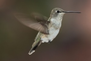 15 hummingbird