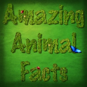 amazing animal facts