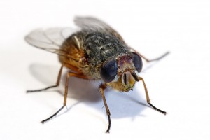animal housefly 1
