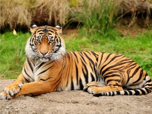 tiger 4 b
