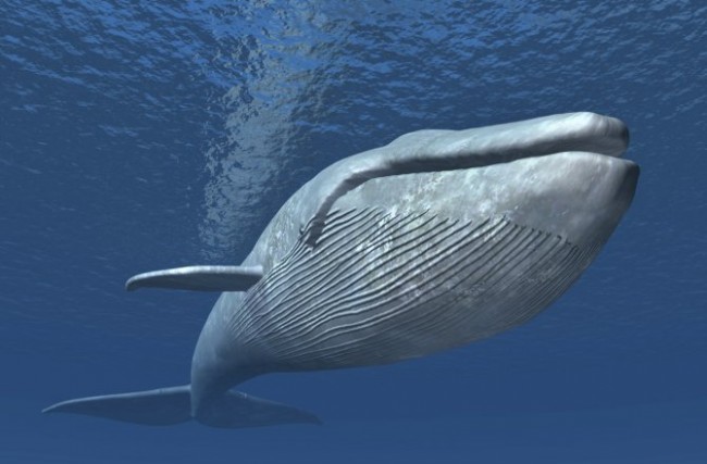 Photo source: http://news.discovery.com/animals/whales-dolphins/blue-whales-not-equipped-to-avoid-ships-study-150505.htm