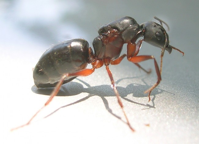 Camponotus_queen