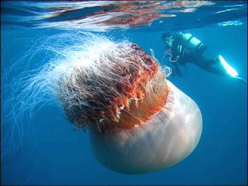 Photo source: http://io9.com/5879367/this-photo-of-the-super-jellyfish-its-a-lie
